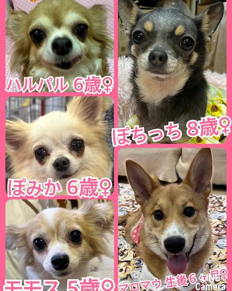 🐾今日の里親様募集中ワンコ🐶メンバーです🐾2023,7,24【保護犬カフェ天神橋店】